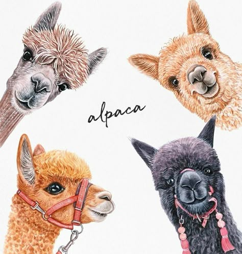 Alpaca Drawing, Llama Drawing, Alpaca Pictures, Llama Painting, Farm Animal Paintings, Sloth Art, Cute Alpaca, Cute Goats, Llama Alpaca