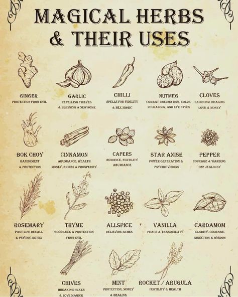 Herbs And Their Uses, Witchy Kitchen, Materi Bahasa Jepang, Magickal Herbs, Witch Herbs, Magia Das Ervas, Wiccan Magic, Witch Spirituality, Magic Spell Book