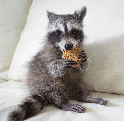 Raccoon Memes, Maur Maur, Cute Raccoons, Trash Pandas, Pet Raccoon, Cute Raccoon, Raccoon Funny, Trash Panda, My Spirit Animal