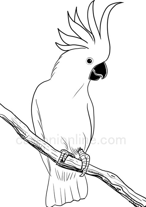 Realistic cockatoo coloring page Parrot Drawing, Bird Sketch, Creation Art, Bird Coloring Pages, Colorful Parrots, Fantasy Drawings, Easy Drawings For Kids, Cartoon Coloring Pages, Art Drawings For Kids