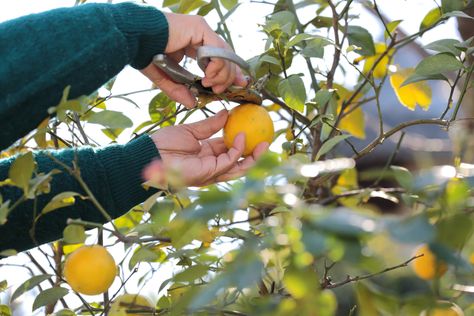 How to prune lemon trees Prune Lemon Tree, Indoor Lemon Tree, Growing Lemon Trees, Prune Fruit, Lemon Plant, Meyer Lemon Tree, Pruning Fruit Trees, How To Grow Lemon, Lemon Trees