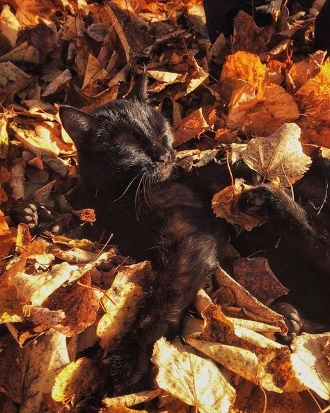 #colorofautumn #autumn #autumnvibes🍁 #cats #cat #animals #cozy #autumnsunshine Fall Cats, Fall Mood Board, Mazzy Star, Fall Mood, Spooky Szn, Halloween Vibes, Season Of The Witch, I Love Fall, Halloween Autumn