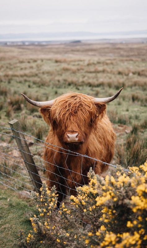 Scotland Aesthetic, Pet Cows, Highland Coo, Cow Wallpaper, Scottish Cow, Cow Photos, Isle Of Skye Scotland, Scottish Highland Cow