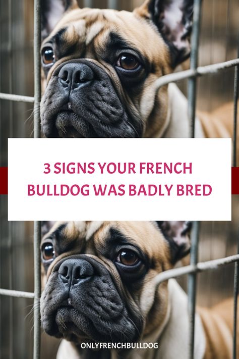 French Bulldog behind metal bars with text: "3 Signs Your French Bulldog Was Badly Bred". French Bulldog Cake Ideas, French Bulldog Must Haves, Breeding French Bulldogs, French Bulldog Breeding, Frenchton Dogs, Long Haired French Bulldog, Frenchton Dog, French Bulldog Information, French Bulldog Prices