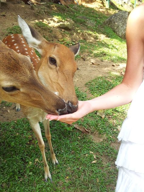 Feeding Animals Aesthetic, Lovegood Aesthetic, Countryside Lifestyle, Deer Feed, Luna Lovegood Aesthetic, Aesthetic Harry Potter, Deer Girl, Vintage Deer, Japan Trip