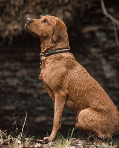 Red Labrador Retriever, Fit Dogs, Field Line Labrador, Fox Red Labrador Retriever, Working Labrador, American Labrador, Golden Retriever Hunting, Fox Red Labrador Puppy, Dog Pond