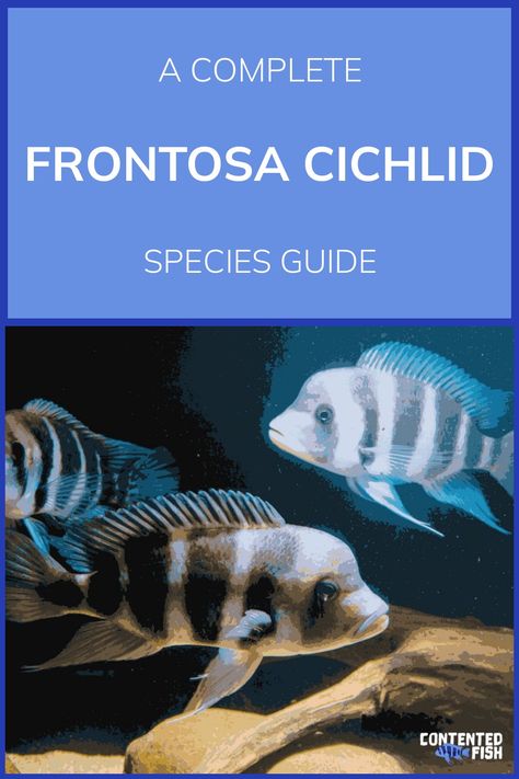 #Frontosacichlids are stunning #fish native to #LakeTanganyika in Africa. For those seeking a striking addition to their aquarium, these creatures are great. https://contentedfish.com/frontosa-cichlid/ Species Guide, Cichlid Fish, Lake Tanganyika, Fish Keeping, Aquarium Lighting, Hiding Spots, Cool Tanks, Beautiful Fish, Freshwater Aquarium