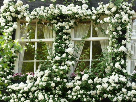 "Windows in Amsterdam" von Olivia Son | Redbubble White Climbing Roses, Gingerbread Cottage, Rose House, Flowers Growing, Moon Garden, Climbing Vines, White Cottage, Climbing Roses, White Gardens