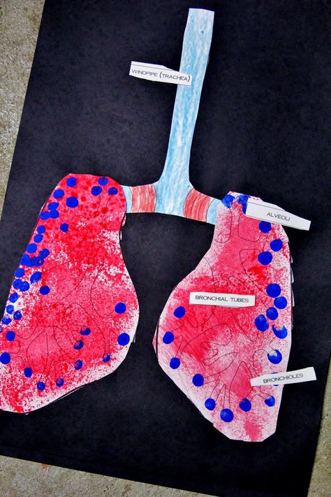 Respiratory System Activities, great art project and hands on lung demonstration Respiratory System Activities, Human Body Systems Projects, Body Systems Project, Human Body Projects, Human Body Science, Human Body Activities, Human Body Unit, Breathe Out, Human Body Systems