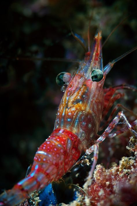 Explore nicolas.terry's photos on Flickr. nicolas.terry has uploaded 645 photos to Flickr. Rainbow Shrimp, Creature Marine, Life Under The Sea, Beneath The Sea, Salt Water Fish, Deep Sea Creatures, Lovely Photo, Beautiful Sea Creatures, Underwater Creatures