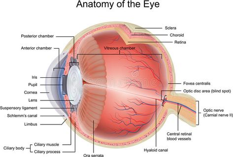 Anatomy of the Eye. In cross section view , #SPONSORED, #Eye, #Anatomy, #cross, #view, #section #ad Diagram Of The Eye, Human Eye Diagram, Eye Retina, Eye Anatomy, Optic Nerve, Basic Anatomy And Physiology, Parts Of The Eye, Brain Anatomy, Human Body Anatomy