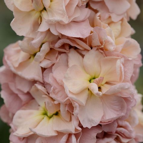 Buy traditional field-grown column stocks Matthiola incana 'Column Apricot': Delivery by Waitrose Garden Matthiola Incana, Flower Display, Seed Packets, Single Flower, Planting Seeds, Flower Seeds, Cut Flowers, Apricot, House Plants