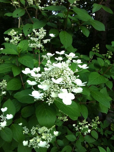 White wedding lace Hydrangea Lace Hydrangea, Hydrangea White, Snow Queen Hydrangea, Hydrangea Snow Queen, Hydrangea Forest, Lace Cap Hydrangea, Hydrangea Care, Greenhouse Gardening, White Hydrangea