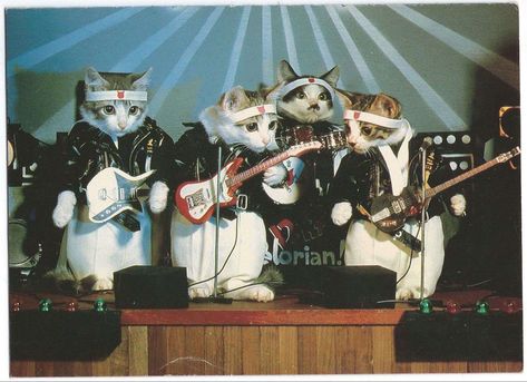 Japanese Punk, Silly Cats Pictures, Silly Animals, Cat Aesthetic, Silly Cats, Pretty Cats, 귀여운 동물, Cat Photo, Cat Pics