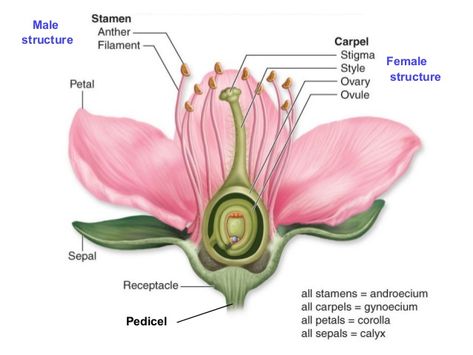 Biology Form 5 Chapter 4 : 4.5 ... Flower Reproduction, Igcse Biology, Flower Anatomy, Biology Plants, Carl Linnaeus, Pink Lily Flower, Flower Structure, Azalea Flower, Science Icons