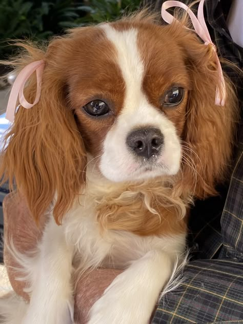 King Charles Cocker Spaniel, Cavalier King Spaniel, King Spaniel, Cavalier Dog, Cavalier King Charles Dog, King Charles Dog, King Charles Cavalier Spaniel Puppy, Really Cute Puppies, Cute Animals Puppies