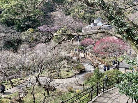 Plum blossoms in Japan are a sight to see - purple, pink and pastels galore! See them all at the Atami Plum Blossom Festival. Hitachi Seaside Park, Festival Japan, Shinjuku Gyoen, Japan Hotel, Glamping Resorts, Atami, Tokyo Station, Plum Blossoms, Shizuoka