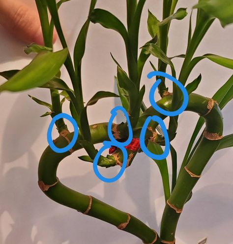 Can I cut these shoots from my lucky bamboo plant to propagate them? Lucky Bamboo Propagation, Propagate Lucky Bamboo, Bamboo Propagation, Jar Plants, Lucky Bamboo Plants, Plants In Jars, Snake Plant Care, Bamboo Plant, Bamboo Shoots