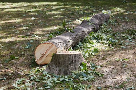 Tree Removal Service, Stump Removal, Timber Frames, Tree Stumps, Tree Felling, Tree Pruning, Tree Removal, Tree Service, Tree Trimming