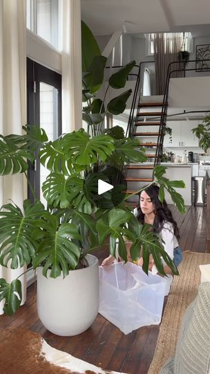 935K views · 22K reactions | Not long now until this Monstera is taller than owner @noemiibarra_ 🌿💚🌿💚🌿 Happy #MonsteraMonday plant friends! #urbanjunglebloggers | By Urban Jungle BloggersFacebook Monteras Plant, Plant Friends, Lucky Plant, Monstera Plant, Monstera Deliciosa, Large Planters, Urban Jungle, Indoor Plants, Exterior