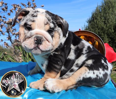 Pricing - Planet Merle English Bulldogs - Home of the Fully Suited and Merle English Bulldogs Merle English Bulldog, Merle Bulldog, Brindle English Bulldog, Cute Bulldog Puppies, Baby Pugs, Bulldog Puppies For Sale, Super Cute Puppies, Cute Bulldogs, English Bulldog Puppies