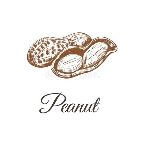 Peanuts Line Drawing Stock Illustrations – 257 Peanuts Line Drawing Stock Illustrations, Vectors & Clipart - Dreamstime Peanut Drawing Illustrations, Cute Peanut Drawing, Peanut Drawing, Peanut Illustration, Peanuts Drawing, Peanuts Illustration, Peanut Art, Peanut Butter Jar, Delft Tiles