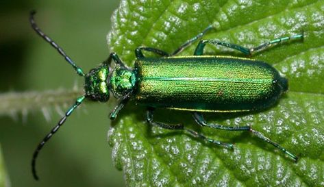 Cantharis Beetle Know Your Remedies: Cantharis Vesicatoria (Canth.) Pet Remedies, Spanish Fly, Herbs Plants, Green Beetle, Vinegar Uses, Beautiful Bugs, Homeopathic Remedies, Alternative Health, Homeopathy