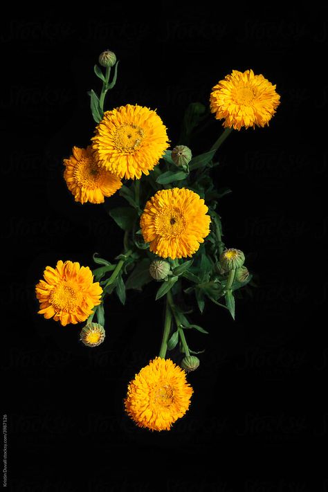 Canola Flower, Calendula Flower, Flower Illustration, Top View, Flowers Photography, My Flower, Fresh Flowers, Planting Flowers, Royalty Free Stock Photos