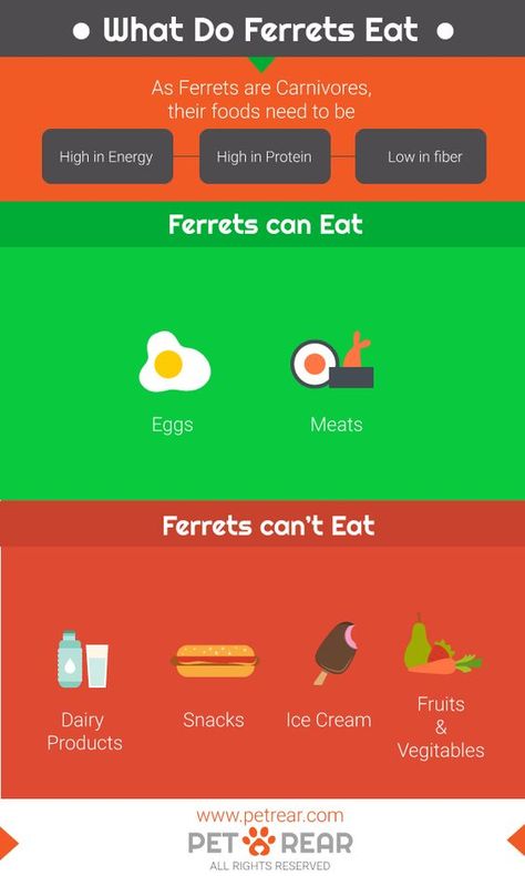 What do Ferrets eat (With Infographic) What Do Ferrets Eat, Ferret Pics, Ferret Diet, Ferret Care, Animal Farming, Ferret Stuff, Ferrets Care, Dairy Snacks, Pet Ferret