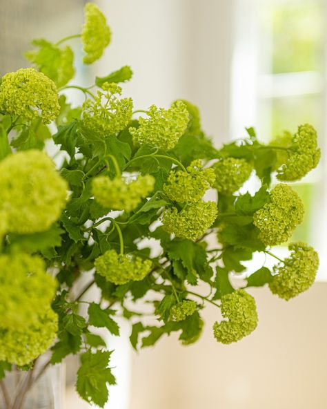 Snowball Viburnum's round, snowball-like clusters can add a touch of sophistication to wedding bouquets and centerpieces! Get yours while you can, their season is almost over. Contact us for wholesale inquiries and pricing details at Info@cfgreens.com, or reach out directly to your sales representative. #Snowballviburnum #Floral #Floraldesign #Viburnum #Greenflower #flowersofinstagram #seasonaldecor #SeasonalFlorals Snowball Viburnum, Sales Representative, Green Flowers, Bouquets, Contact Us, Seasonal Decor, Floral Design, Canning, Flowers