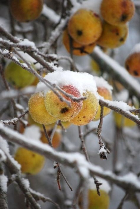 Beautiful Nature (ensphere: (via Winter)) Thanksgiving Reflections, Autumn Whispers, Light Autumn, Winter Blooms, Winter Gold, Random Aesthetic, I Love Winter, Winter Love, Winter Magic