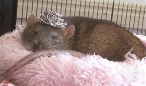 Bowers Gang, Princess Pet, A Rat, Aesthetic Wallpaper, I Hope You, I Hope, Crown, Pet