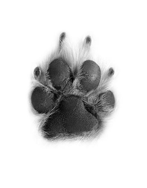 Dog Paw Print Tattoo, Pet Portrait Tattoos, Pet Tattoo Ideas, Animal Stencils, Pet Tattoos, Pawprint Tattoo, Portrait Tattoos, Animal Stencil, Cat Tattoos