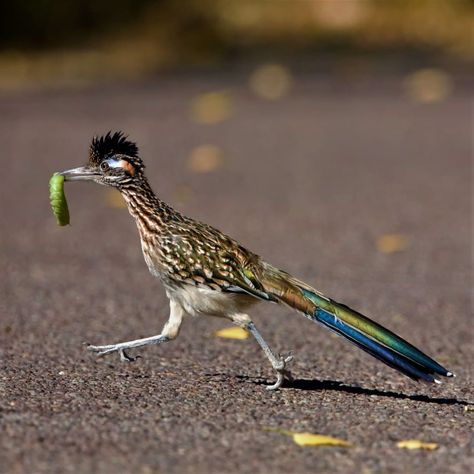 Roadrunner Art, Road Runner Bird, Runner Tattoo, Greater Roadrunner, Texas Animals, Desert Animals, Succulent Art, Bird Carving, Pretty Animals