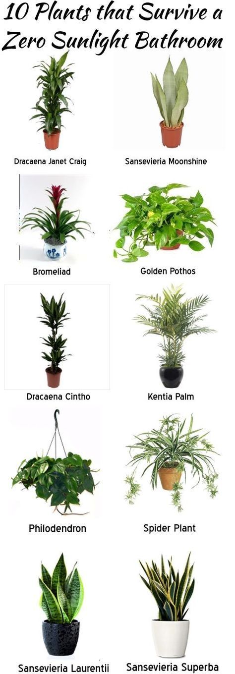 Best Plants for The Bathroom- design addict mom Sunlight Bathroom, Mirror Layout, Sunlight Room, نباتات منزلية, Decorating Bathroom, Inside Plants, Plant Guide, Low Light Plants, Bathroom Plants