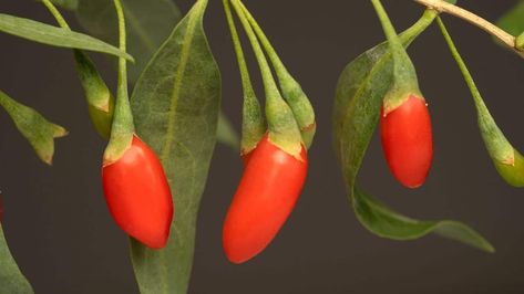 Goji Berry Plant, Growing Goji Berries, Small Garden Shrubs, Dig Gardens, Plant Benefits, Berry Plants, Berry Bushes, Goji Berry, Garden Shrubs