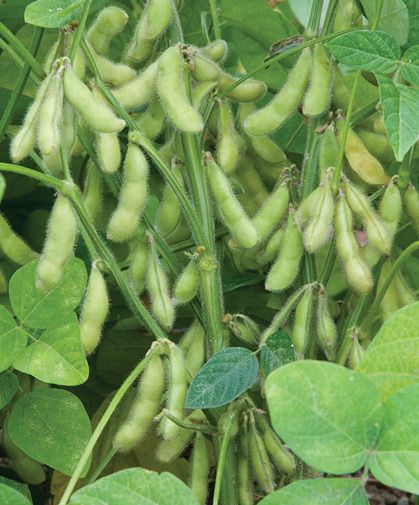 Soybeans Plant, Date Plant, Agriculture Photos, Vegetables Photography, Bean Plant, Fall Garden Vegetables, Shipping Plants, Dry Plants, Fruit Garden