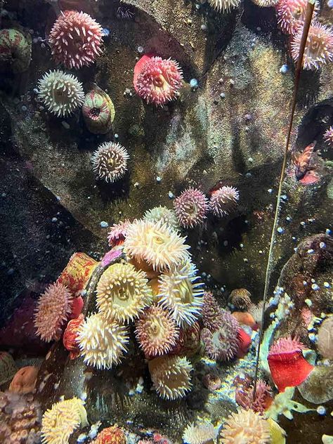 Painted Anenomes at Vancouver Aquarium Golden Frog, Seattle Aquarium, Vancouver Aquarium, Marine Organism, African Penguin, Georgia Aquarium, Galveston Island, Stanley Park, Tropical Travel