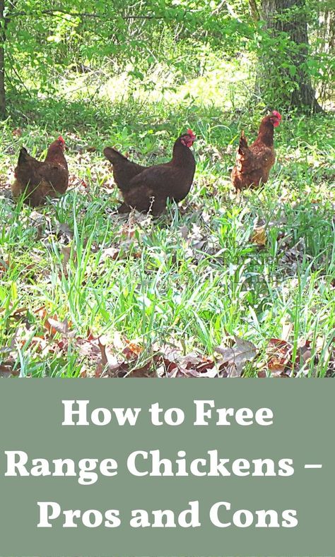 Food For Chickens, Homestead Animals, Chicken Flock, Open Range, Raising Backyard Chickens, Farm Nursery, Free Range Chickens, Backyard Chicken Coops, Chicken Feed