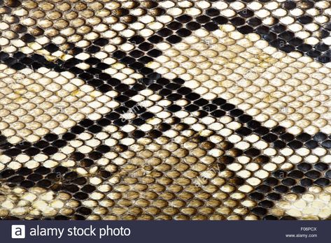 Download this stock image: snake skin python for background - F06PCX from Alamy's library of millions of high resolution stock photos, illustrations and vectors. Python Skin, Image Processing, Leather Outfit, Vector Pattern, Python, Animal Print Rug, Snake Skin, Kitchen Table, High Resolution