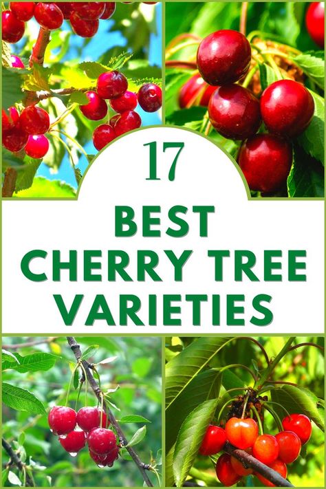 17 Cherry Tree Varieties Cherry Fruit Tree, Growing Cherry Trees, How To Grow Cherries, Types Of Cherries, Fruit Trees Backyard, Fruit Trees In Containers, Growing Fruit Trees, Cherry Trees, Tree Seeds