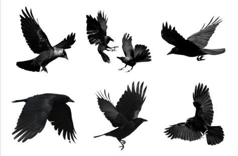 Flying Crow Drawing, Andre Kohn Art, Flying Crows, Raven In Flight, Black Crow Tattoos, Raven Flying, Crow Flying, Crow Silhouette, Crows Drawing