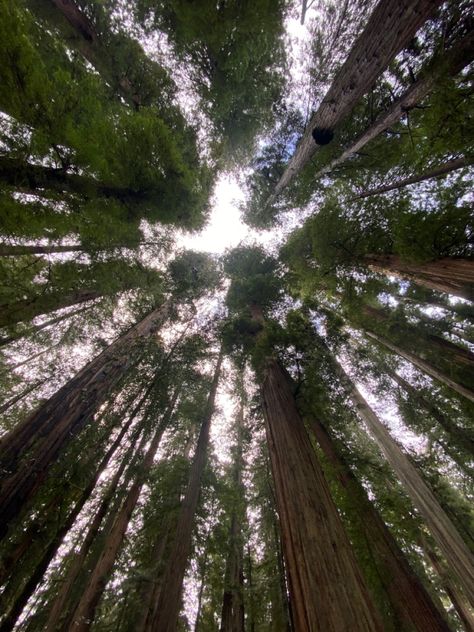 crescent city california redwood trees Crescent City California, California Redwoods, California Aesthetic, Redwood Trees, Vision Board Goals, Redwood Tree, Redwood City, Crescent City, West Coast