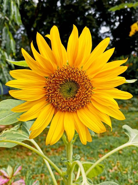 Helianthus annuus or common sunflower is famous for its large and vividly yellow petals surrounding the seeds. The seed heads of the sunflower are arranged in a spiraling pattern connected to the golden ratio and Fibonacci sequence. This characteristic enables the seeds to be placed at a specific angle resulting in optimized packing. Common Sunflower, Yellow Petals, Fibonacci Sequence, The Golden Ratio, Seed Heads, Helianthus Annuus, The Sunflower, Golden Ratio, The Golden