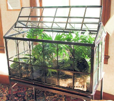 Plants can thrive with no care in Wardian cases Wardian Case, Insectivorous Plant, Large Terrarium, Small Terrarium, Beautiful Terrariums, Indoor Greenhouse, Terrarium Ideas, Pitcher Plant, Mini Greenhouse