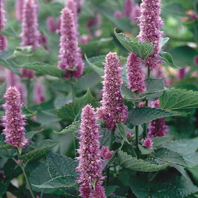 Anise Hyssop-Blue Anise Hyssop, Anise Seed, The Gardener, Bee Garden, Pollinator Garden, Seed Company, Tall Plants, Herb Seeds, Planting Herbs