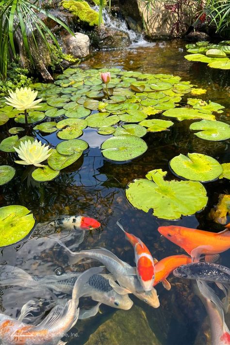 Water Lily Koi Pond, Pond Inspiration, Japanese Pond, Fish Ponds Backyard, Fish Tank Themes, Dream Pet, Garden Pond Design, Koi Art, Pond Life