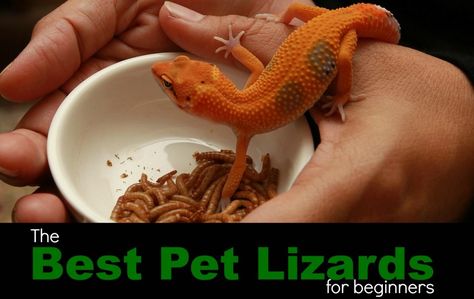 The best pet lizards for beginners. Useful tips for anyone interested in pet reptiles. Lizards Pet, Leopard Gecko Food, Best Pets For Kids, Reptile Pets, Gecko Food, Reptile Care, Pet Lizards, Small Turtles, Dog Cleaning