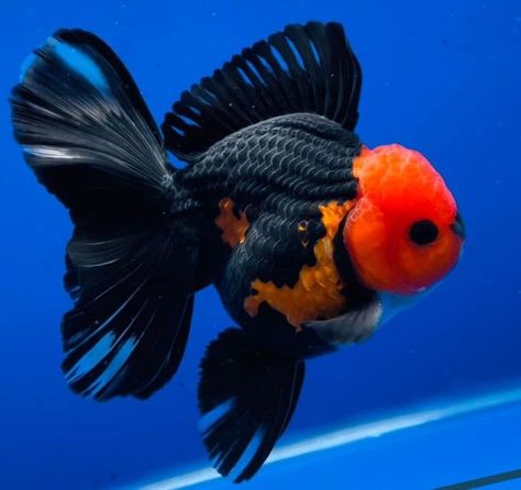 Telescope Goldfish, Veiltail Goldfish, Goldfish Care, Coldwater Fish, Oranda Goldfish, Pet Goldfish, Fish Aquarium Decorations, Fish Tank Themes, Fish Sketch