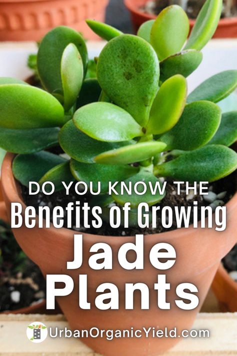 Growing Jade Plants (botanical name Crassula) has many health, wealth, and prosperity benefits. In this post you will learn what the benefits of growing a jade plant are and why you should grow a jade plant in your home today! Jade Plant Propagation, Jade Plant Care, Popular House Plants, Jade Tree, Plants For Home, Lucky Plant, Plant Benefits, Jade Plant, Plant Propagation